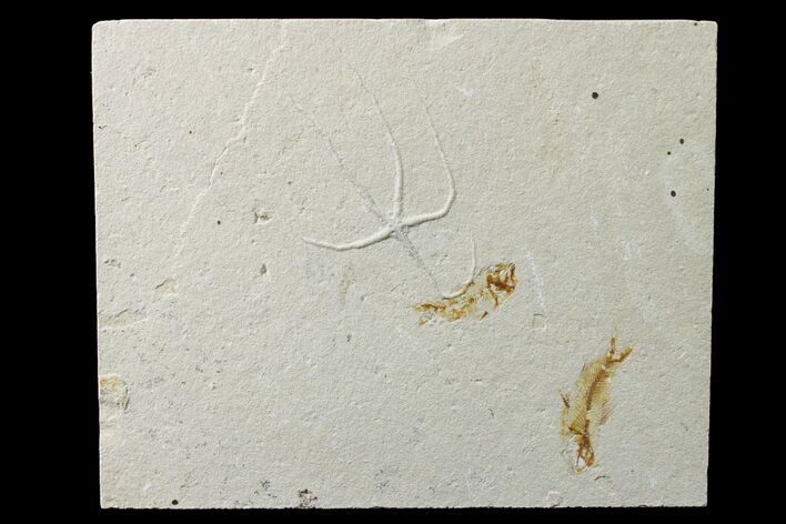 Cretaceous Fossil Brittle Star (Geocoma) and Two Fish - Lebanon #162728